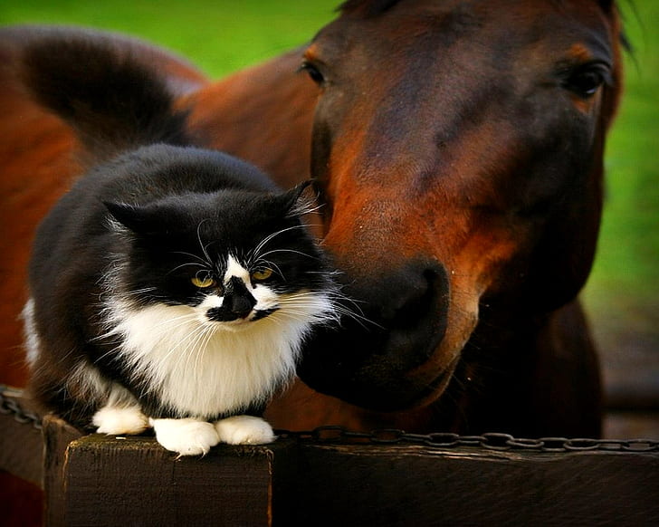 скъпоценен момент черно-бяла котка Верига конски кестен ПРИЯТЕЛНО коте сгъваща дъска седнал надушване HD, черно-бял мейн куун и кафяв кон, животни, котка, кон, коте, седнал, верига, приятелски, дъска, забързано, кестен кон, черно и бяло котка, подушване, HD тапет