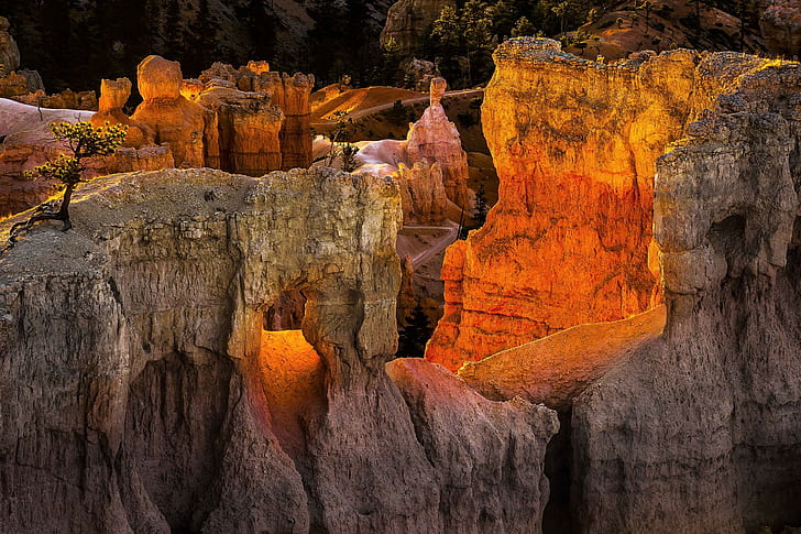 Parco nazionale del Bryce Canyon, albero verde sulla scogliera, Stati Uniti d'America, rocce, alberi, montagne, Utah, tramonto, Parco nazionale del Bryce Canyon, Sfondo HD