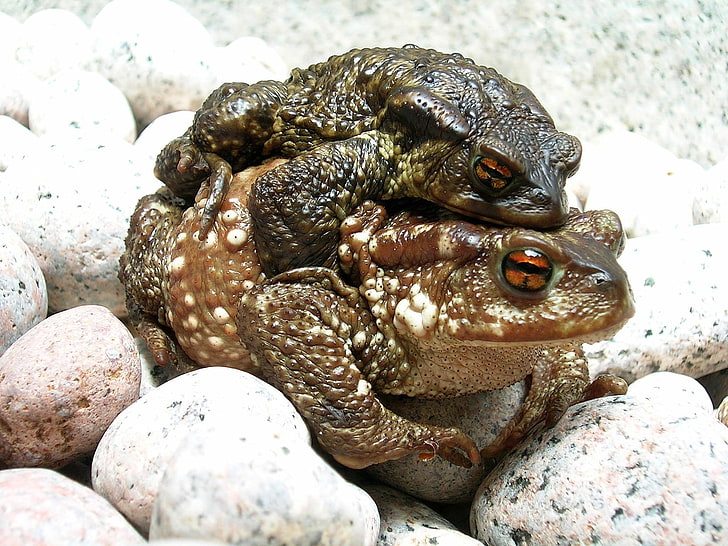 две коричневые лягушки, лягушки, пара, камни, HD обои