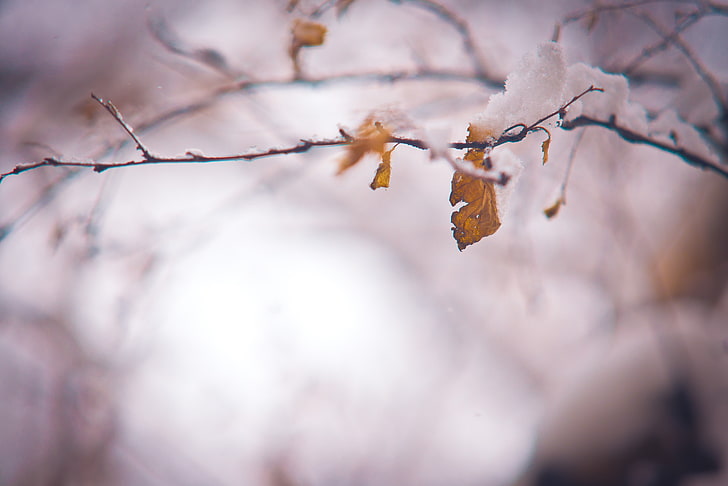 клони на дървета и изсъхнали листа, селективна фокусна фотография на кафяви листа, есен, HD тапет