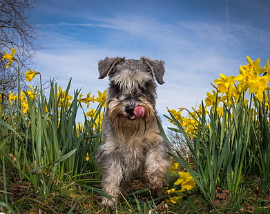  summer, flowers, dog, daffodils, The miniature Schnauzer, HD wallpaper HD wallpaper