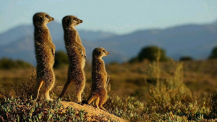 meerkat, cute, mammal, wildlife, wilderness, grassland, mongoose, prairie, savanna, steppe, grass, HD wallpaper