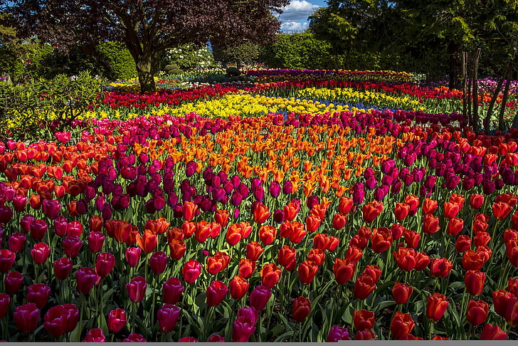 Campo de flores variadas HD fondos de pantalla descarga gratuita |  Wallpaperbetter