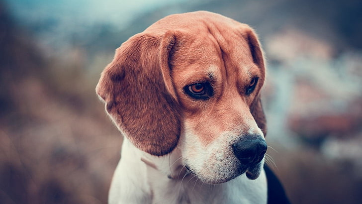puppies, brown, beagle, HD wallpaper