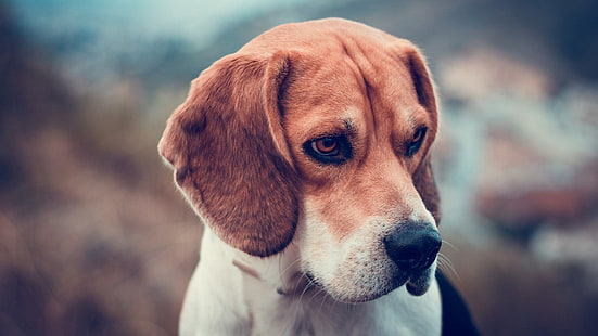 szczenięta, brązowe, beagle, Tapety HD HD wallpaper