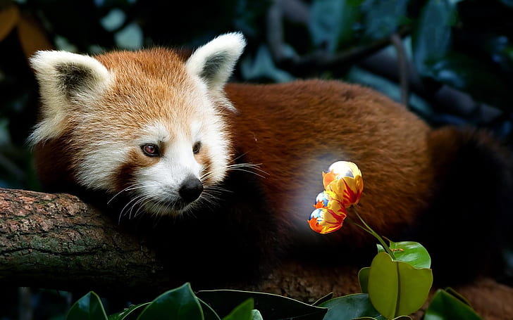 Red Panda Firefox, red panda, panda, HD wallpaper
