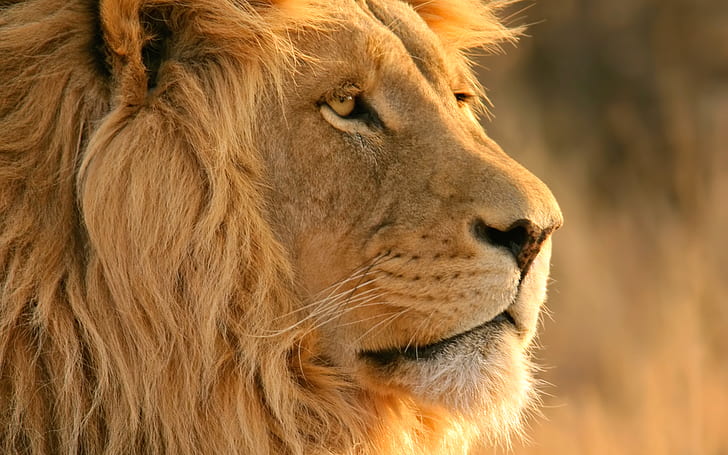 Lion, lion, HD wallpaper