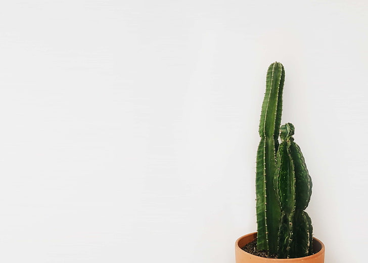 cactus, cactus plant, minimal, HD wallpaper