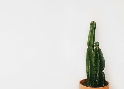 kaktus, kaktus, minimalna, Tapety HD HD wallpaper