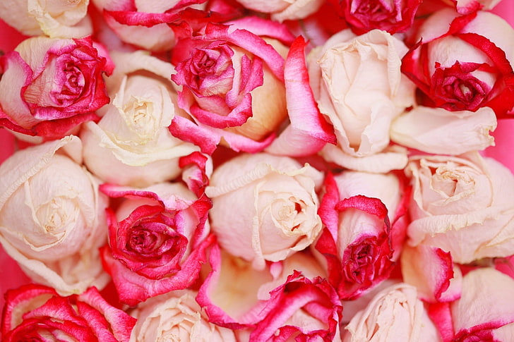 white and pink roses, roses, flowers, petals, beautifully, HD wallpaper