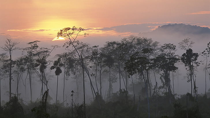 amazon, forest, mist, Peru, Rainforest, sunrise, sunset, HD wallpaper