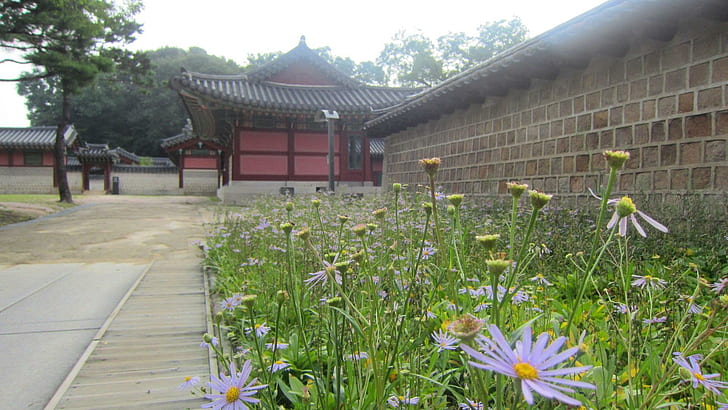 Palazzo di Changdeokgung, palazzo di changdeokgung, giardino, fiori, Corea, patrimonio storico, Sfondo HD