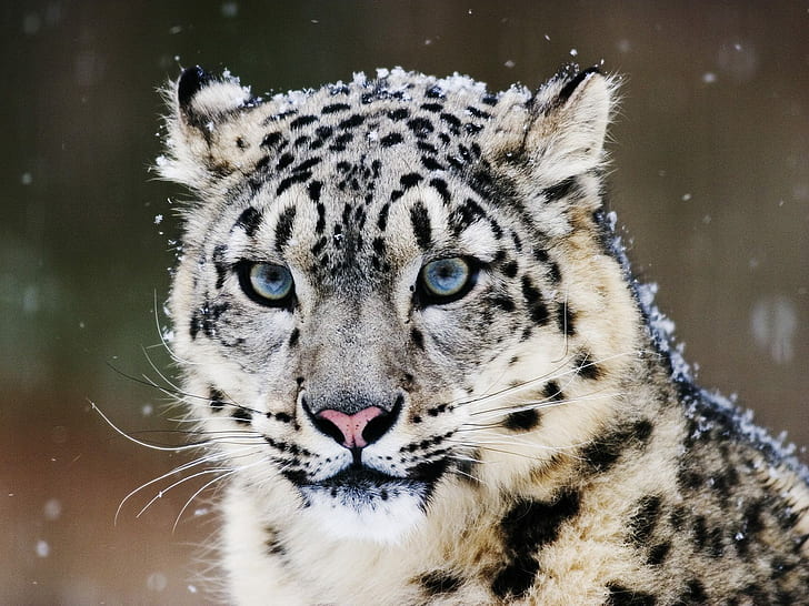 Leopardo da neve, neve, leopardo, HD papel de parede