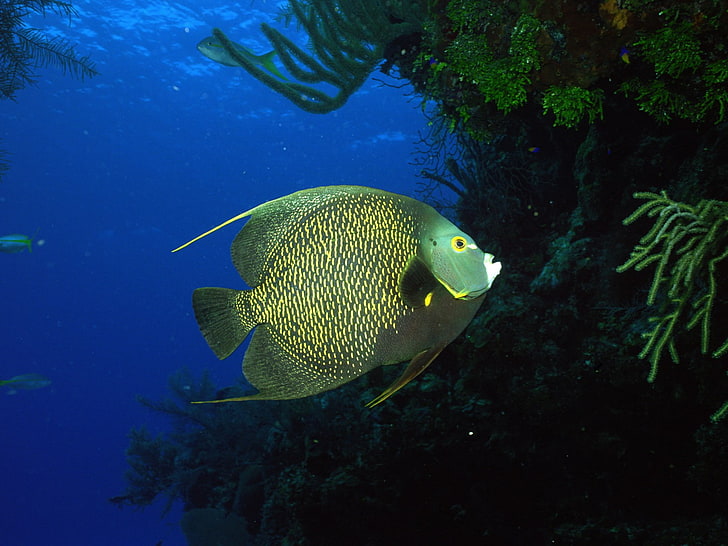 ปลาใต้น้ำทะเลสัตว์, วอลล์เปเปอร์ HD