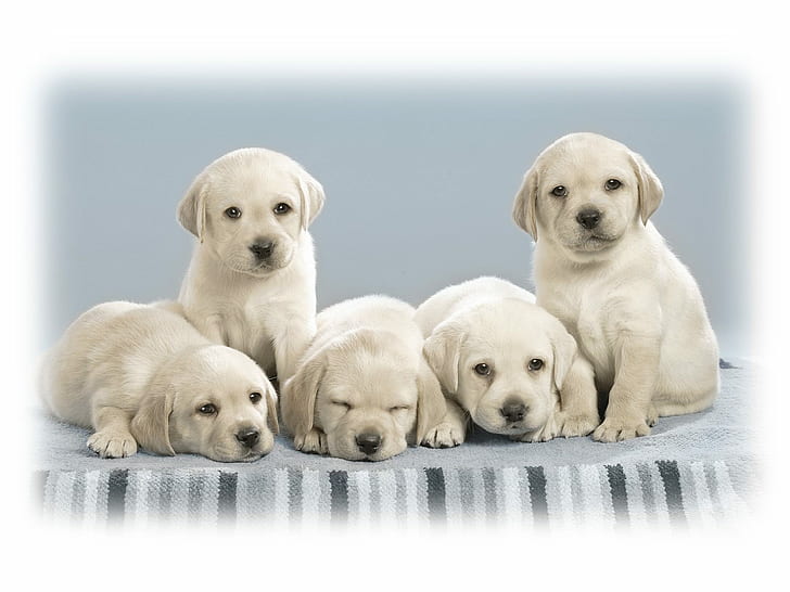 Cute Puppies, cute, puppies, HD wallpaper