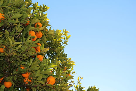 круглые оранжевые цитрусовые, листья, дерево, апельсин, фрукты, HD обои HD wallpaper