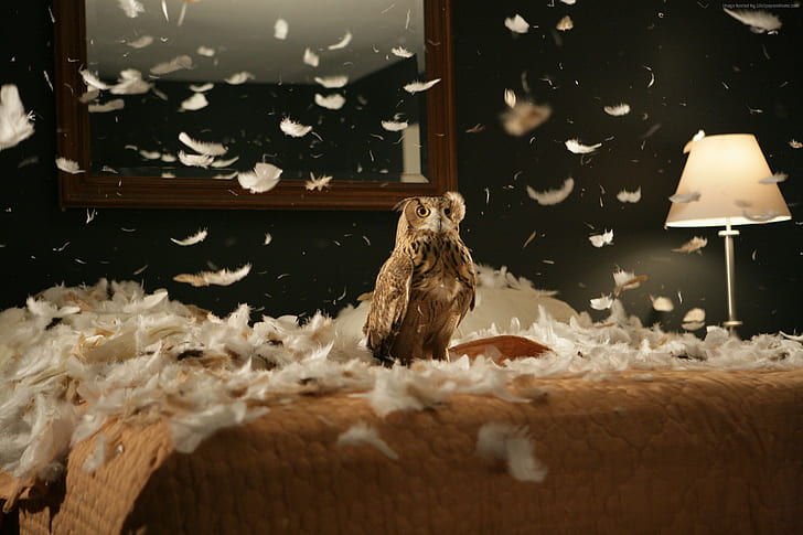 Owl, feathers, cute animals, Funny, 4k pics, HD wallpaper