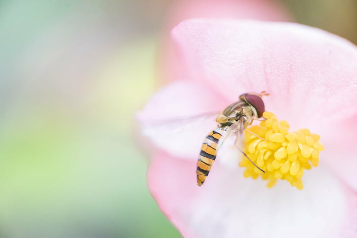 mise au point photographie d'abeille en fleur, Olympe, 90 mm, F2, mise au point, photographie, abeille, fleur, Macro, OM, Sony A7s, insecte, nature, gros plan, pollinisation, pollen, printemps, jaune, animal, été, miel, Fond d'écran HD
