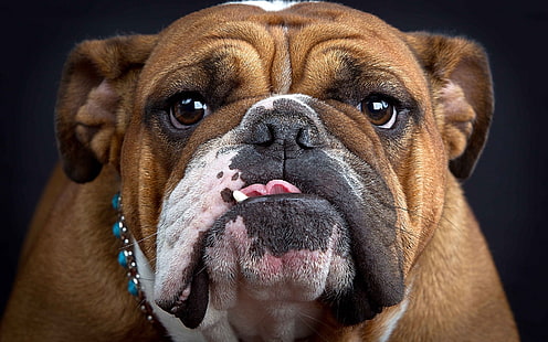 bulldog anglais bronzé adulte, bulldog, museau, épais, coup d'oeil, chien, Fond d'écran HD HD wallpaper