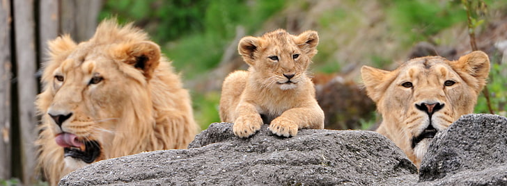 Löwenfamilie, brauner Löwe, Löwin und Junges, Tiere, wild, Löwen, Familie, HD-Hintergrundbild