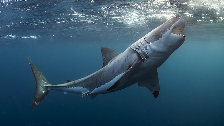 Great White Shark, shark, HD wallpaper