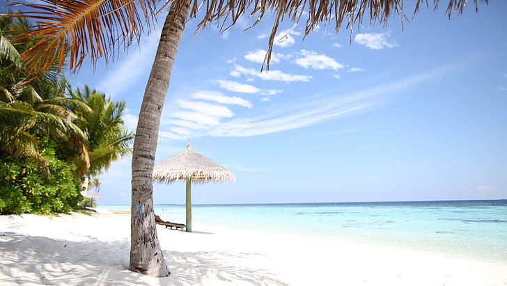 seashore and palm tree, stay, island, chaise, the Maldives, white sand, Seychelles, HD wallpaper