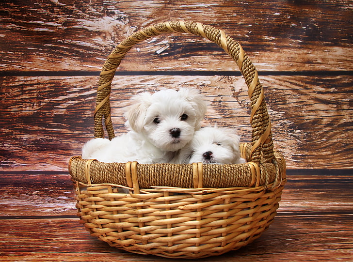 Maltese Puppies, two long-coated white puppies, Cute, Grass, Eyes, Ears, Puppy, Animal, Meadow, Sweet, friend, String, sleep, Coat, Maltese, language, teeth, long-haired, HD wallpaper
