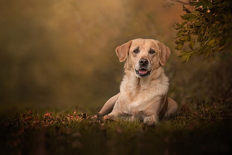 สุนัข, ลาบราดอร์รีทรีฟเวอร์, สุนัข, สัตว์เลี้ยง, วอลล์เปเปอร์ HD HD wallpaper