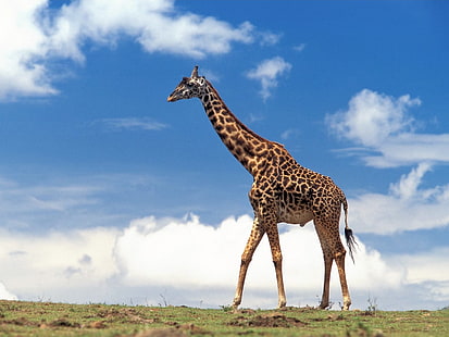 jirafa, jirafa, hierba, cielo, nubes, caminar, Fondo de pantalla HD HD wallpaper