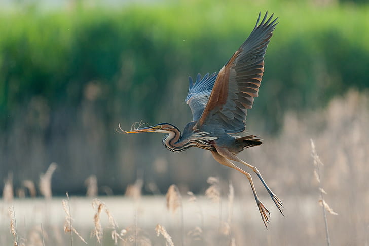 Great blue heron wings, flight, wings, great blue heron, HD wallpaper