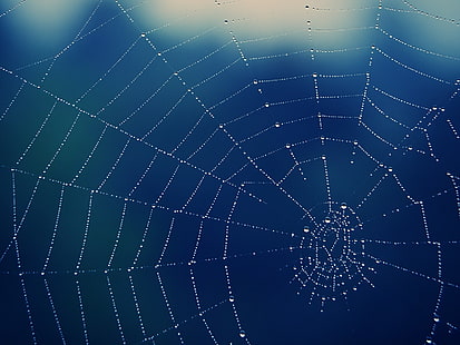 spider, spiderwebs, water drops, HD wallpaper HD wallpaper