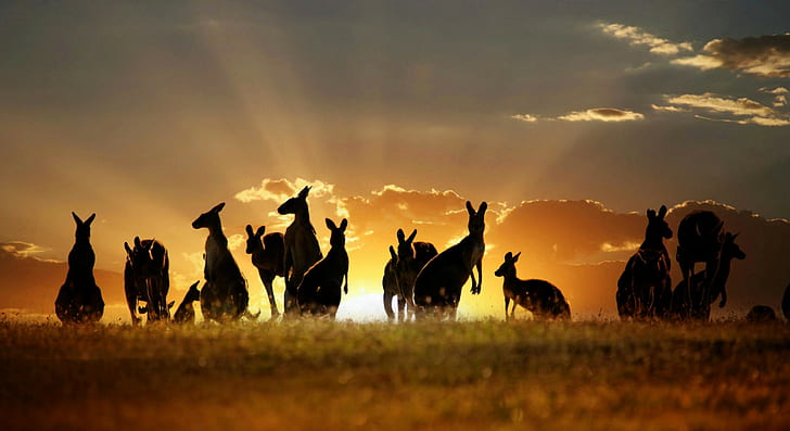 カンガルーオーストラリア、カンガルー、オーストラリア、空、雲、日没、自然、 HDデスクトップの壁紙