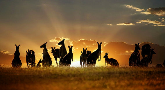 Känguru Australien, känguru, Australien, himmel, moln, solnedgång, natur, HD tapet HD wallpaper