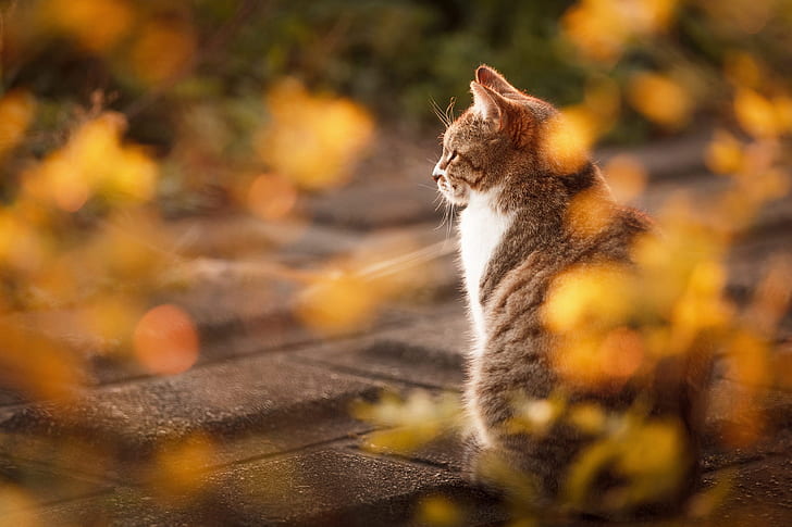 otoño, gato, mira, luz, naturaleza, azulejo, atrás, la acera, vista trasera, bokeh, Fondo de pantalla HD
