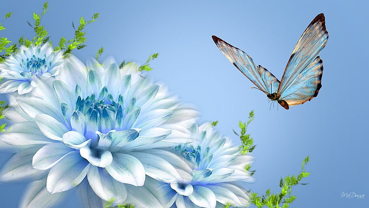 white and teal butterfly and flower illustration, butterfly, flower, flying, close-up, HD wallpaper