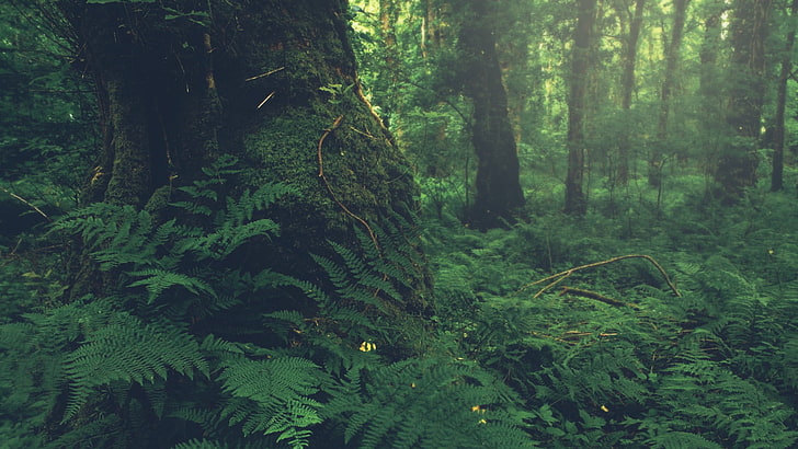 พืชใบเฟิร์นสีเขียวป่าสีเขียวหมอกเฟิร์น, วอลล์เปเปอร์ HD