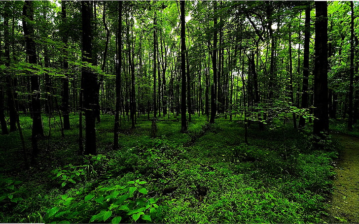 غابة السرخس طريق الغابات العميقة طبيعة الغابات HD الفن ، الأخضر ، الغابات ، النباتات ، المسار ، السرخس، خلفية HD