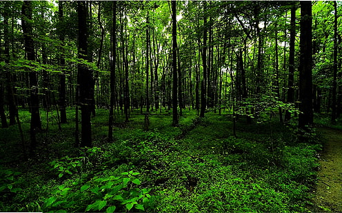 bosque de helechos RUTA DEL BOSQUE PROFUNDO Naturaleza Bosques Arte HD, verde, bosque, plantas, camino, helecho, Fondo de pantalla HD HD wallpaper