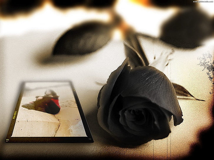 Black rose, Dark, Gothic, HD wallpaper | Wallpaperbetter