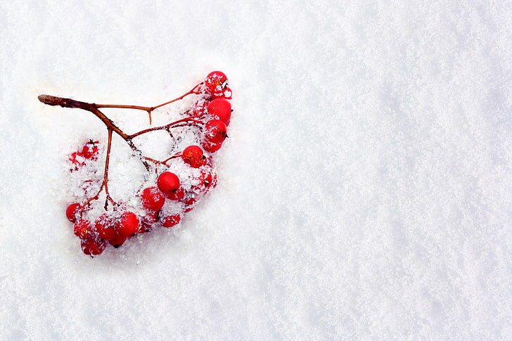 round red fruits, winter, snow, berries, branch, Rowan, HD wallpaper