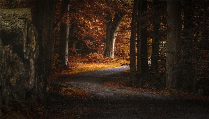 yellow leafed trees, landscape, photography, nature, path, fall, forest, morning, sunlight, trees, Denmark, HD wallpaper