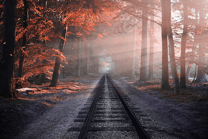 autumn, colors, flat, fog, forest, haze, rails, railway, rays, sun, trees, HD wallpaper
