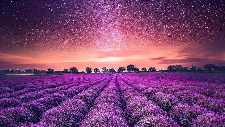 Starry Sky Lavendel fält, fält, lavendel, Starry, Sky, HD tapet