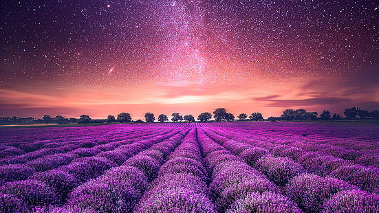 Starry Sky Lavender field, Field, Lavender, Starry, Sky, HD wallpaper HD wallpaper