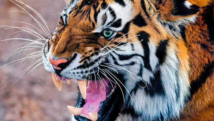 рев, тигър, ядосан, дива природа, бозайник, мустаци, голяма котка, HD тапет