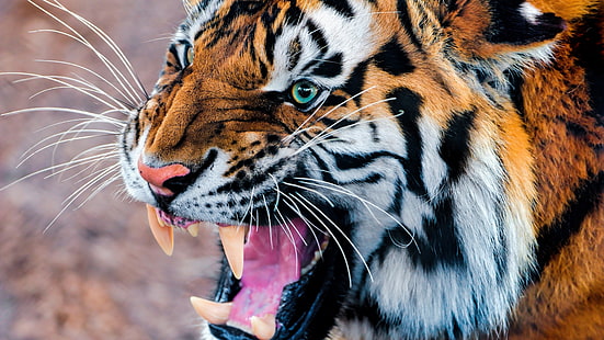 ro音、トラ、怒っている、野生動物、哺乳類、ひげ、大きな猫、 HDデスクトップの壁紙 HD wallpaper