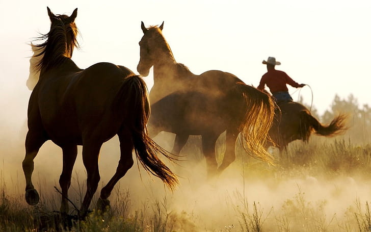 Cool Marlboro Country, cowboy, horses, country, cool, marlboro, animals, HD wallpaper