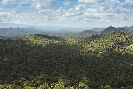 лес, холмы, джунгли, Новая Гвинея, HD обои HD wallpaper