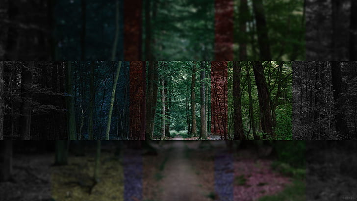 غابة، خلفية HD