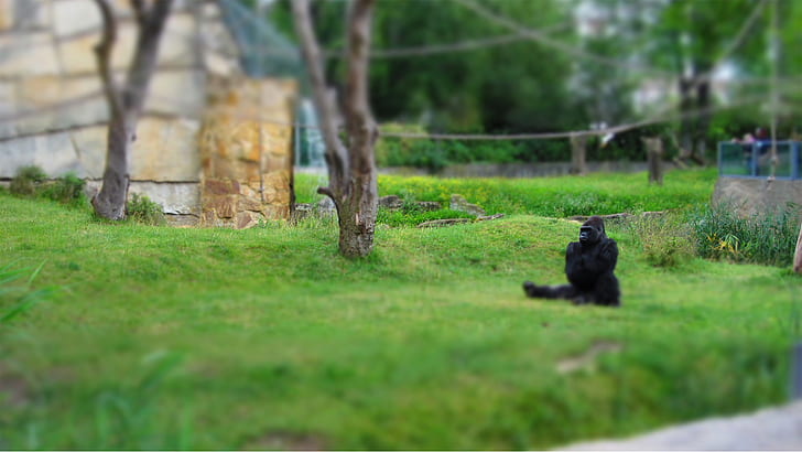 Gorillas, Zoo, allein, Harambe, Tiere, HD-Hintergrundbild